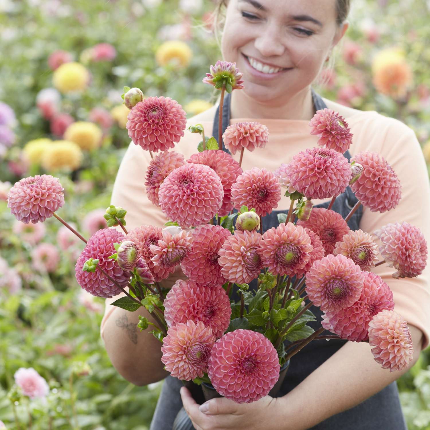 Dahlie ‘Hapet Coppery’ - Dahlia